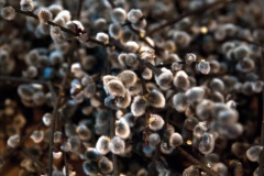 260329-081340-LM-KvNed-DSC_4237